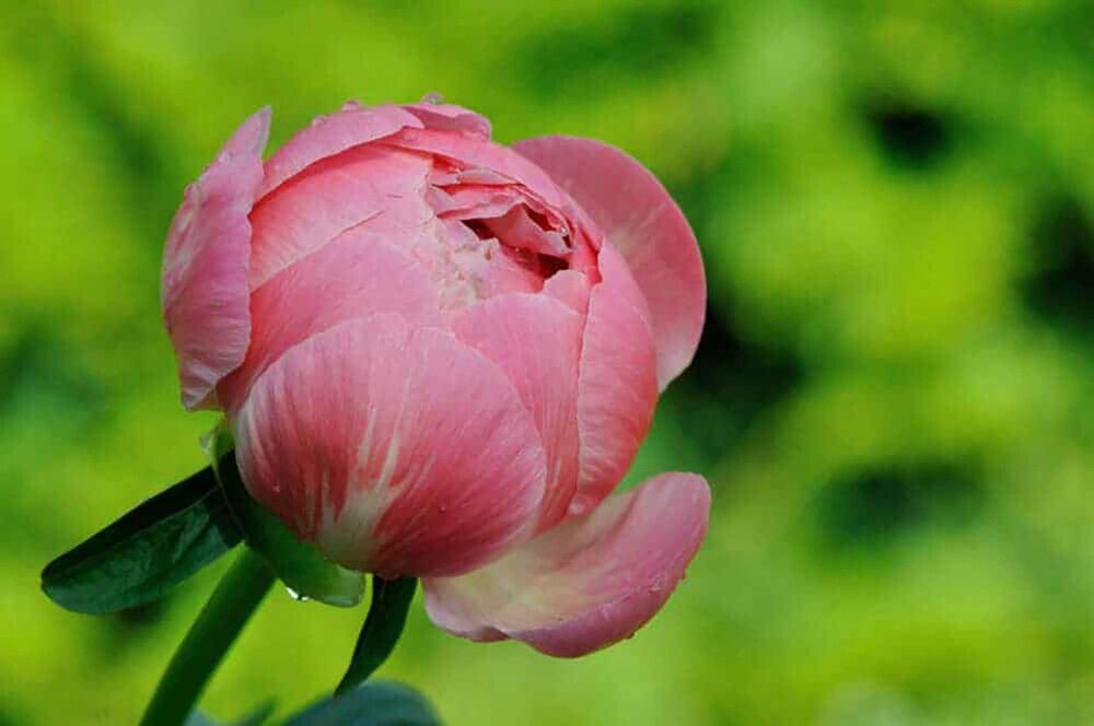 Jalopioni Paeonia Coral Charm