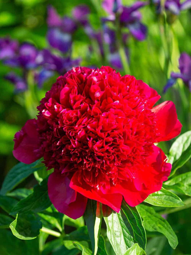 Jalopioni Paeonia Red Charm