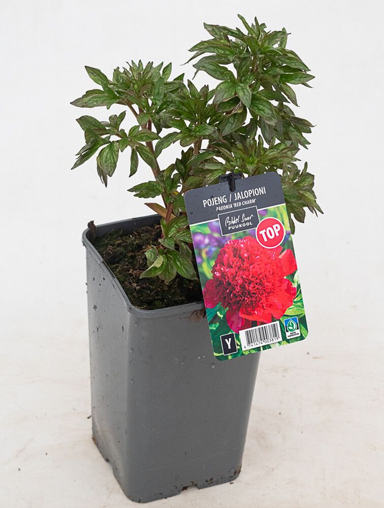 Jalopioni Paeonia Red Charm