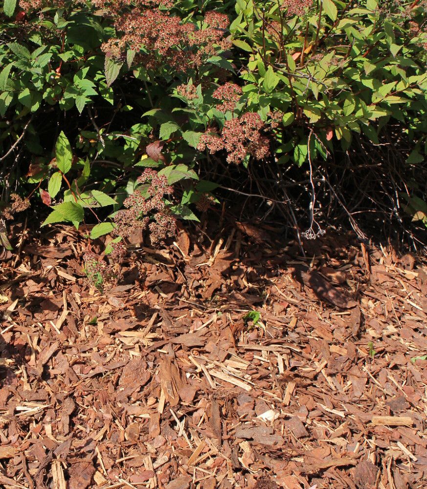 Kuorikate Siisti Piha Suursäkki 660 l