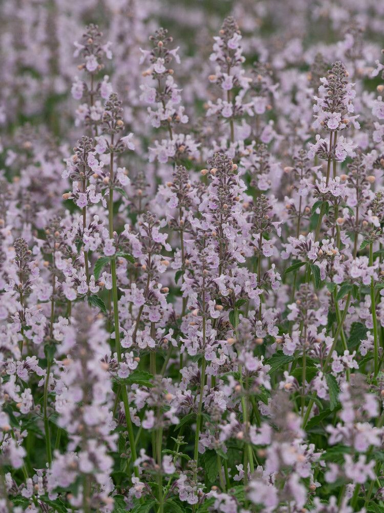 Katinminttu Nepeta Racemosa Amelia