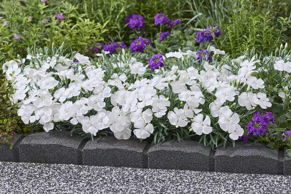 Neilikka Dianthus Romee P12