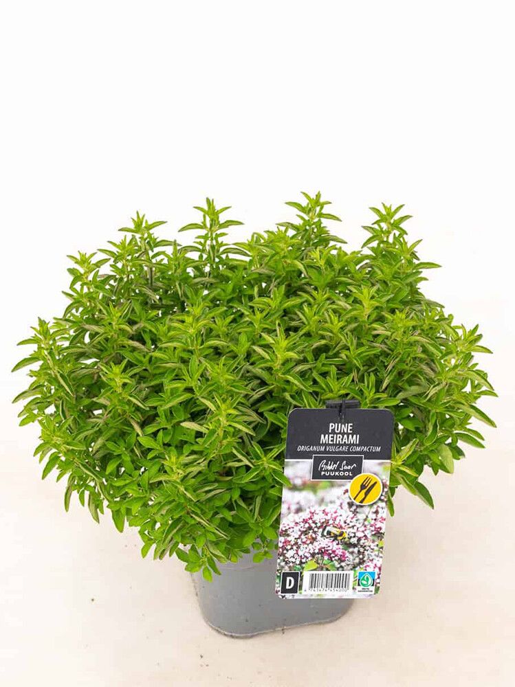 Meirami Originum vulgare Compactum P12