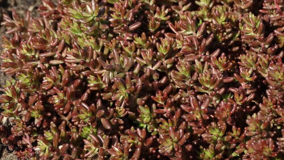 Maksaruoho Sedum album Coral Carpet P12
