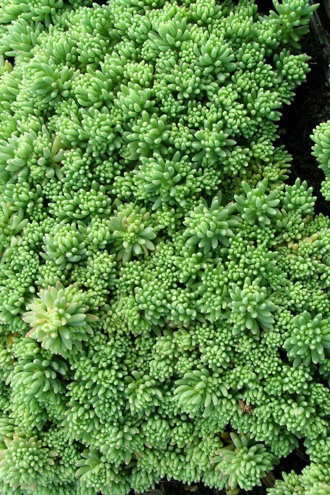 Maksaruoho Sedum album Coral Carpet P12