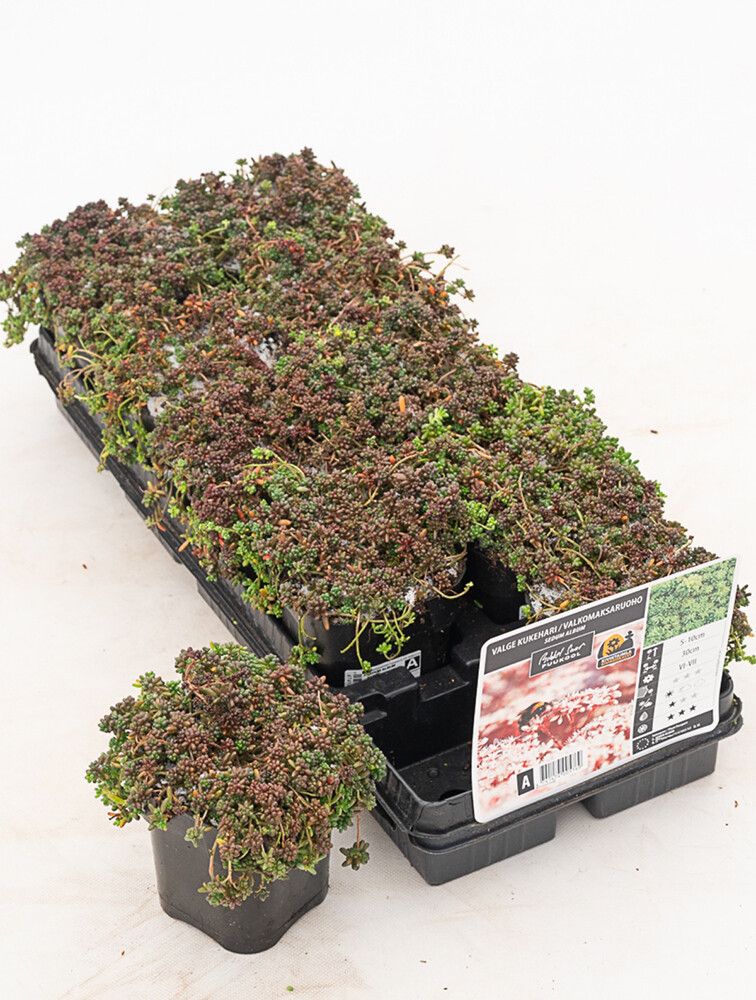 Maksaruoho Sedum album Coral Carpet P12