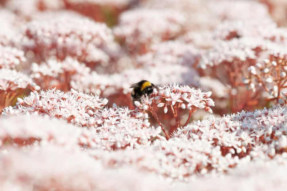 Maksaruoho Sedum album Coral Carpet P12
