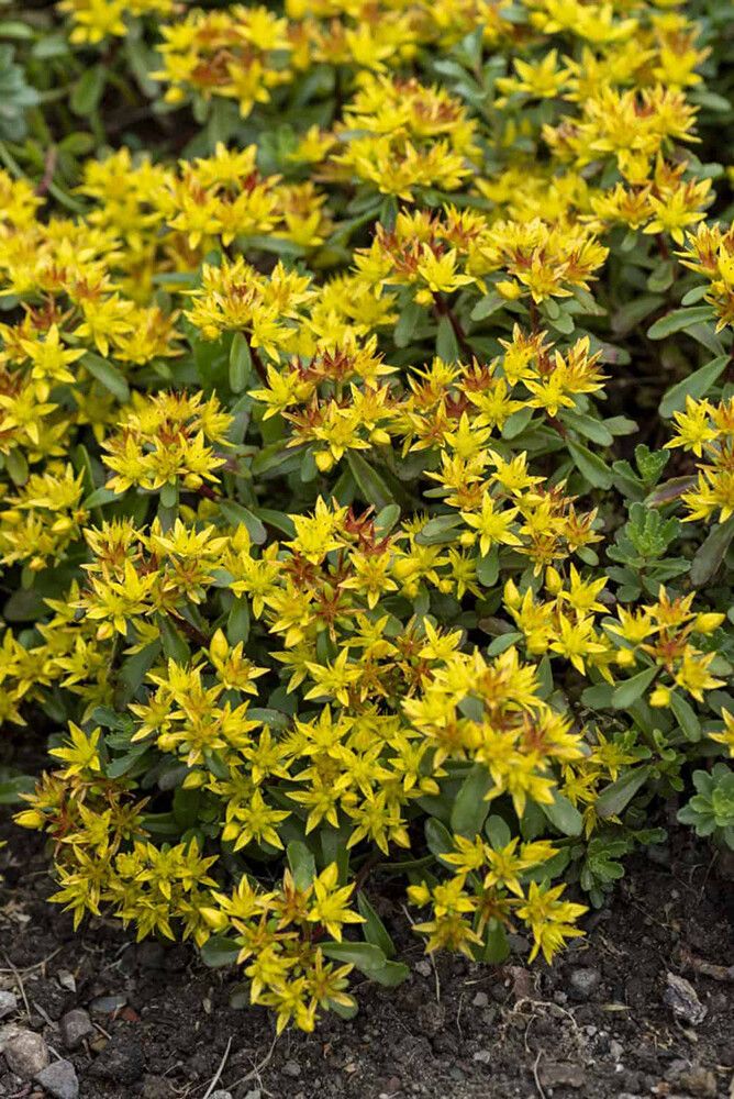 Maksaruoho Sedum kamchaticum floriferum Weihenstephaner Gold P12