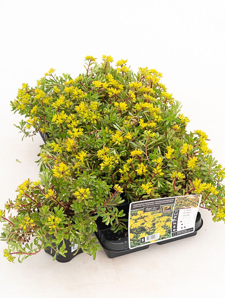 Maksaruoho Sedum kamchaticum floriferum Weihenstephaner Gold P12