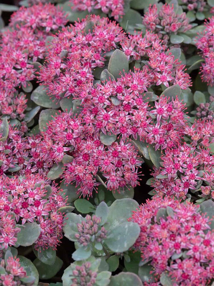 Maksaruoho Sedum hybridum Red Sparkle P12