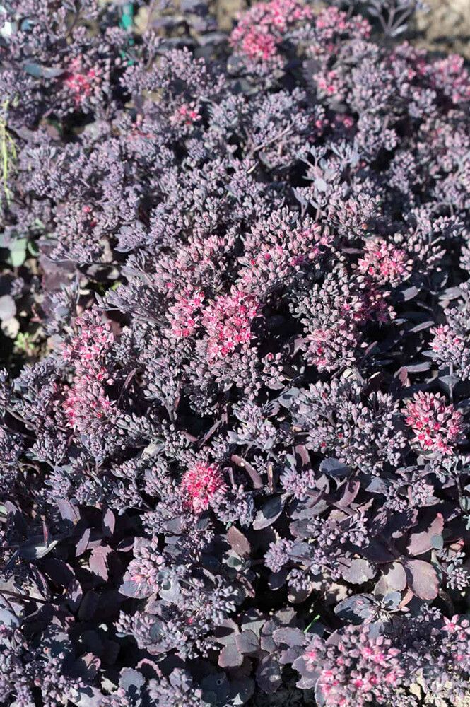 Maksaruoho Sedum hybridum Red Sparkle P12