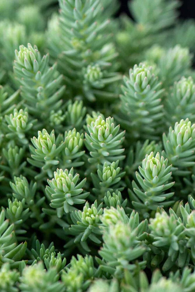 Maksaruoho Sedum reflexum Blue Spruce P12