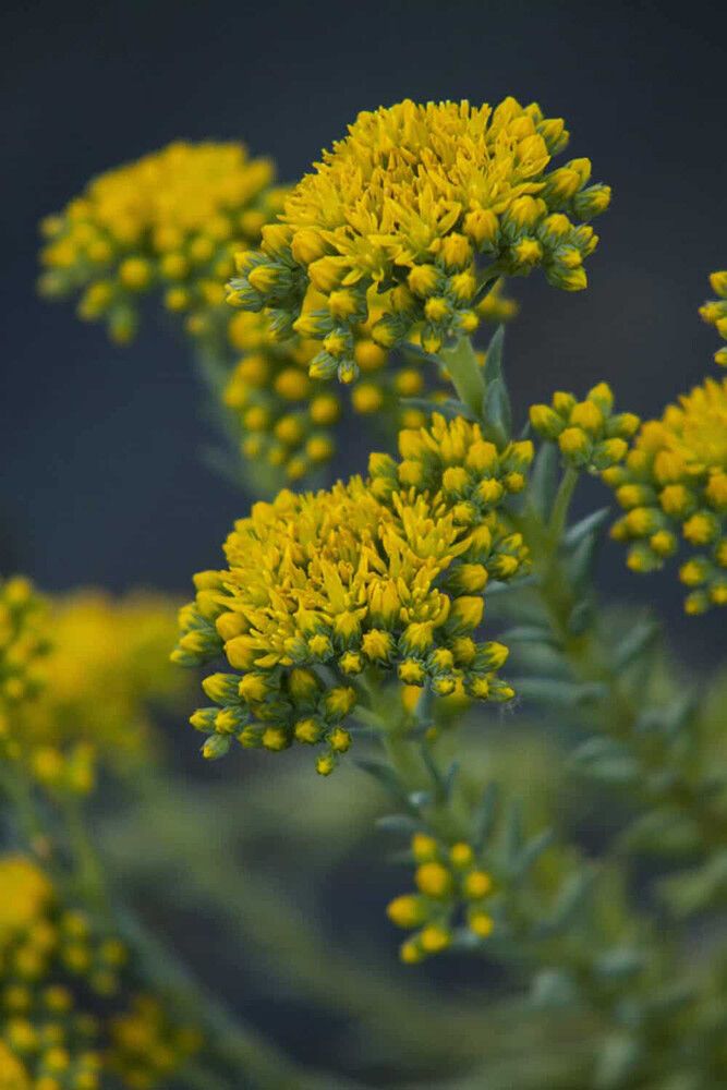 Maksaruoho Sedum reflexum Blue Spruce P12