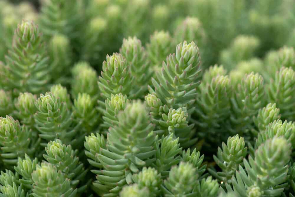Maksaruoho Sedum reflexum Blue Spruce P12