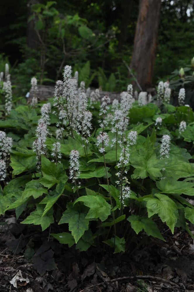 Rönsytiarella Tiarella cordifolia Moorgrün P12
