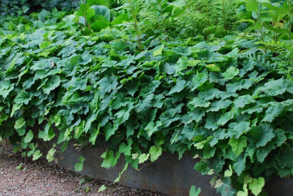 Rönsytiarella Tiarella cordifolia Moorgrün P12