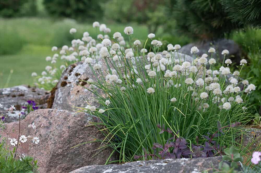 Ruoholaukka Allium schoenoprasum Elbe P12