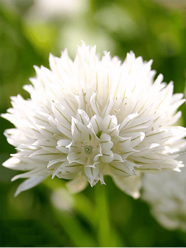 Ruoholaukka Allium schoenoprasum Elbe P12