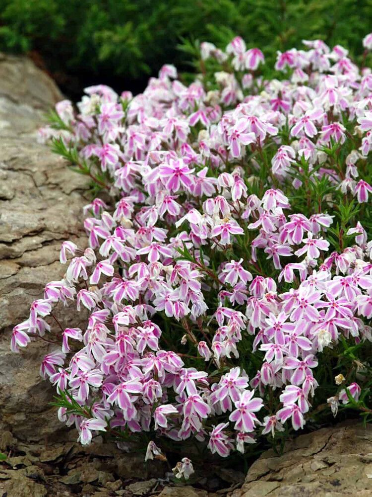 Sammalleimu Phlox subulata Kimono Pink White P12