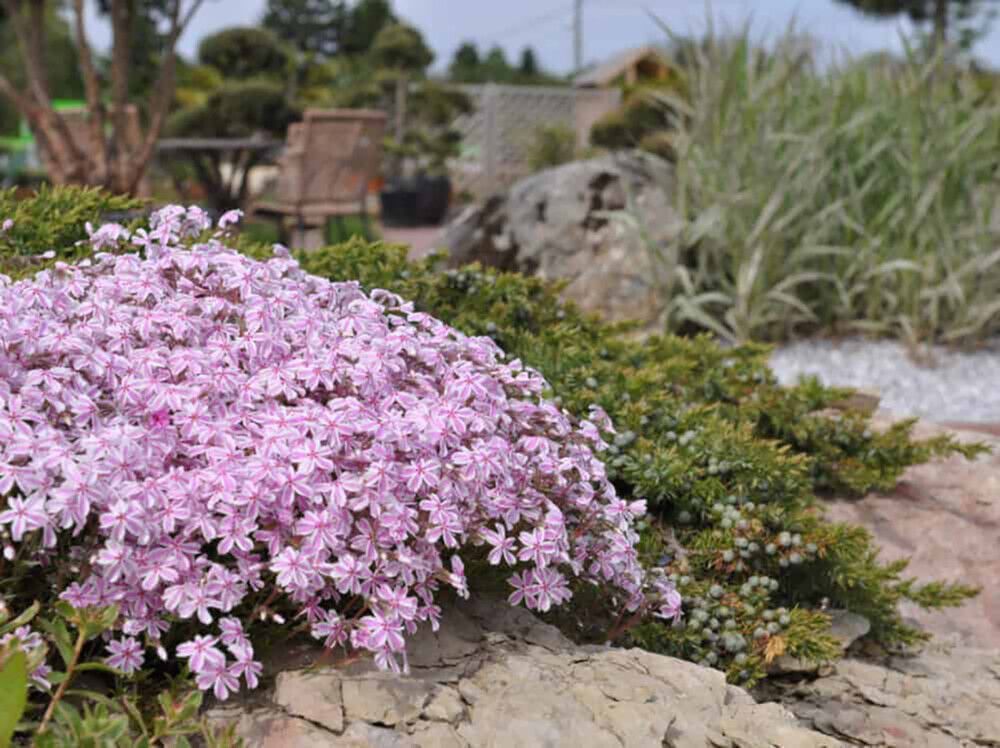 Sammalleimu Phlox subulata Kimono Pink White P12