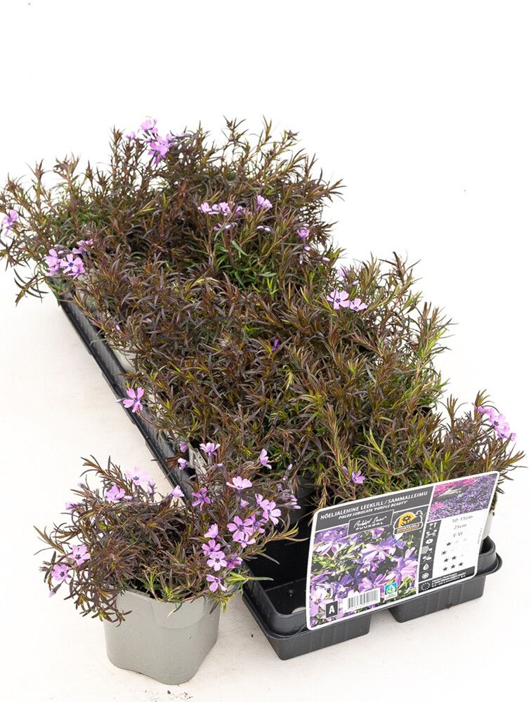 Sammalleimu Phlox subulata Purple Beauty P12