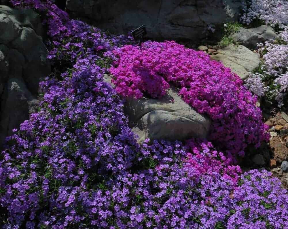 Sammalleimu Phlox subulata Purple Beauty P12