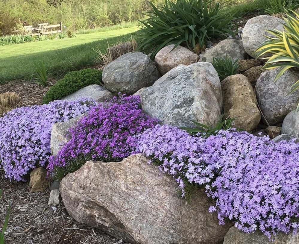 Sammalleimu Phlox subulata Purple Beauty P12