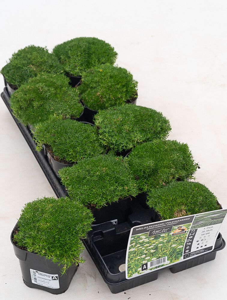 Polkuhaarikko Sagina subulata P12