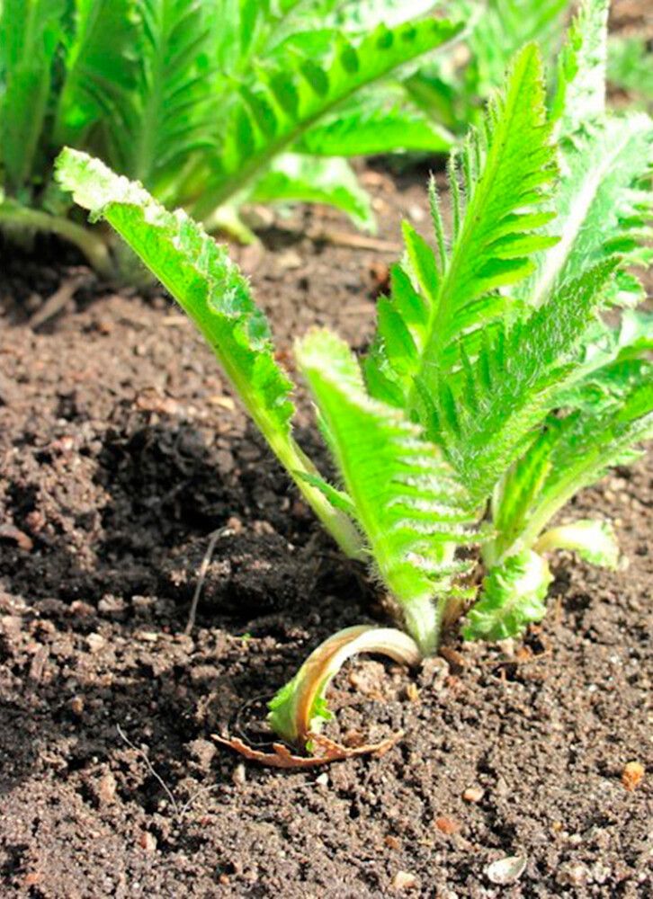 Istutusmulta Kekkilä Siisti Piha Suursäkki 1000 l