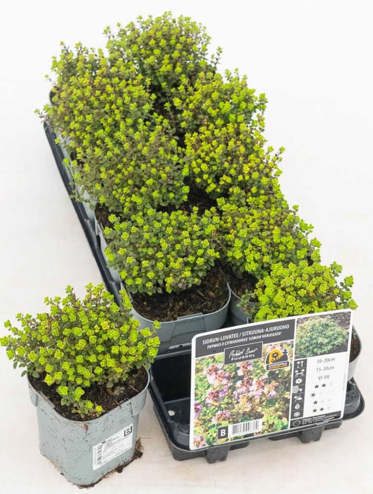 Sitruuna-ajuruoho Lemon Variegata Thymus × citriodorus Ø 12 cm
