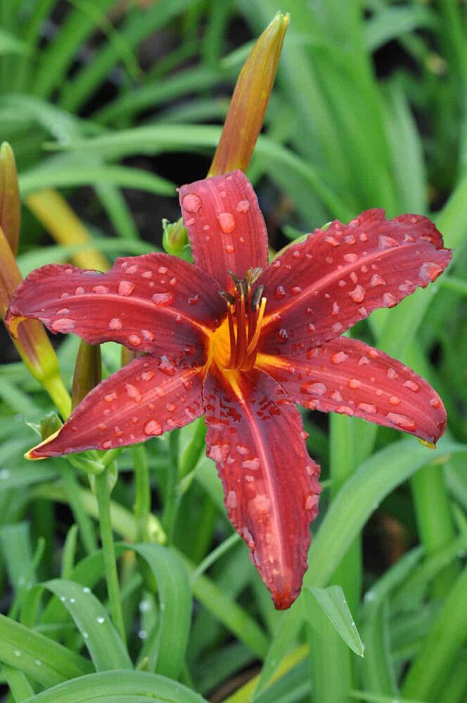 Päivänlilja Hemerocallis Crimson Pirate P12