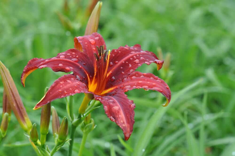 Päivänlilja Hemerocallis Crimson Pirate P12