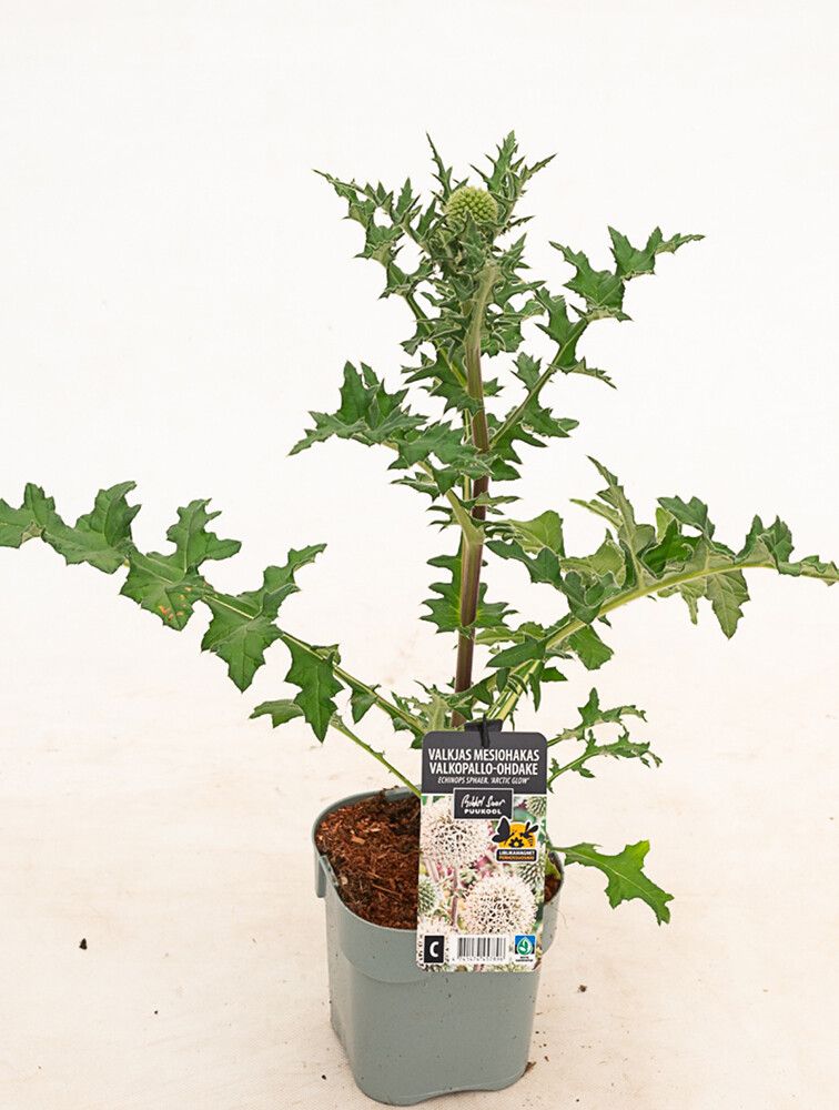 Valkopallo-ohdake Echinops sphaerocephalus Arctic Glow C1,4