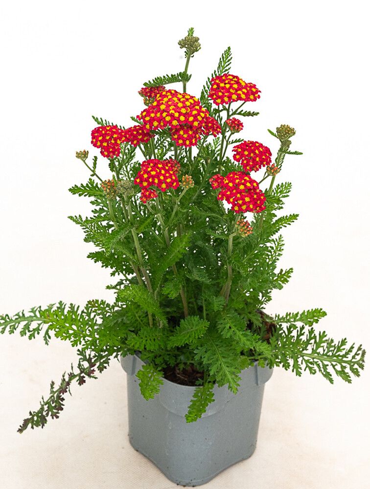 Siankärsämö Achillea millefolium Milly Rock Red C1,4