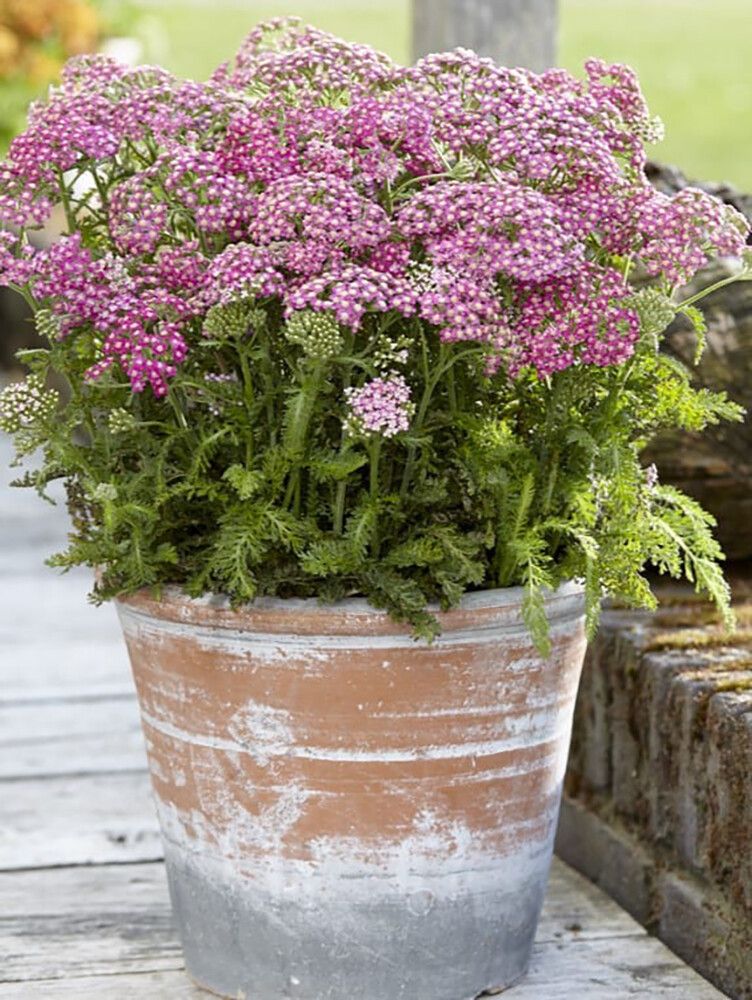 Siankärsämö Achillea millefolium Milly Rock Rose C1,4