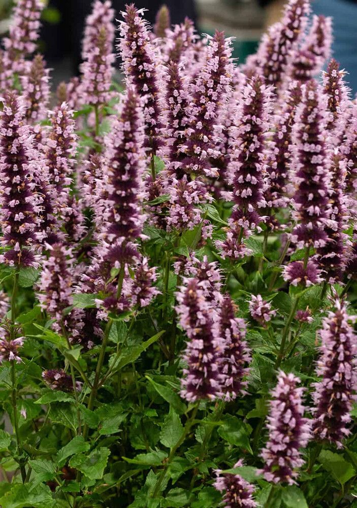 Iiso Agastache Beelicious Pink C2