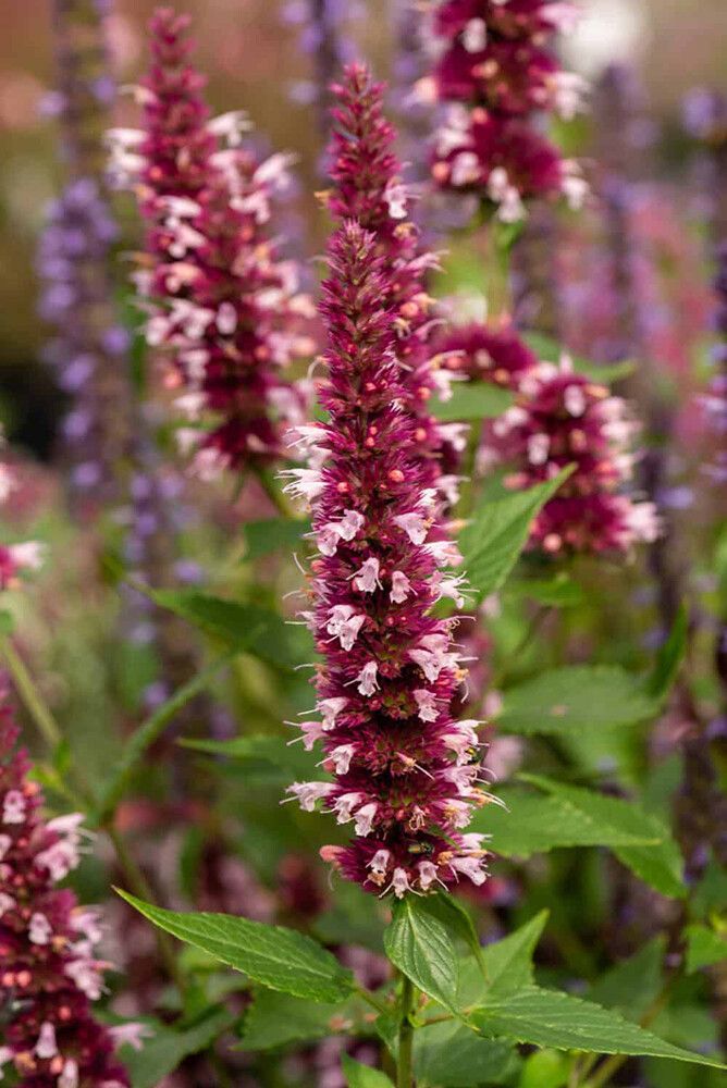 Iiso Agastache Beelicious Pink C2