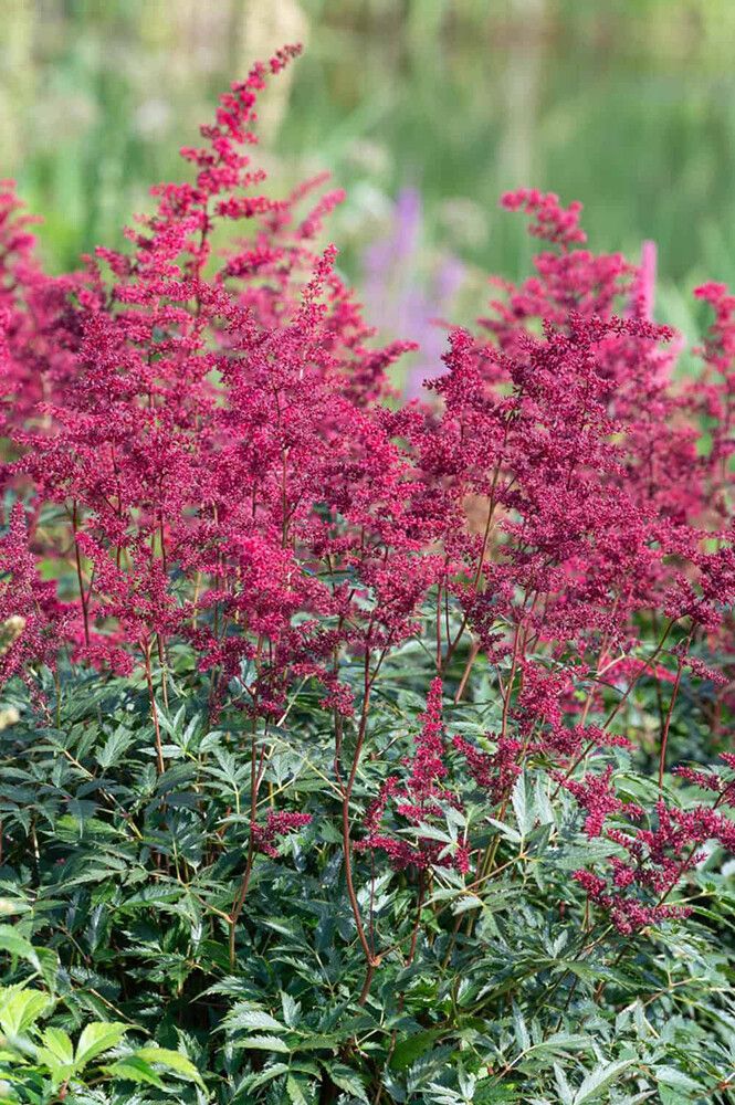 Jaloangervo Astilbe Etna