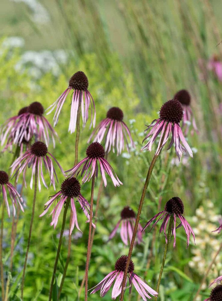 Rohtopäivänhattu Echinacea pallida C1,4