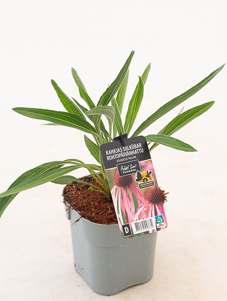 Rohtopäivänhattu Echinacea pallida C1,4