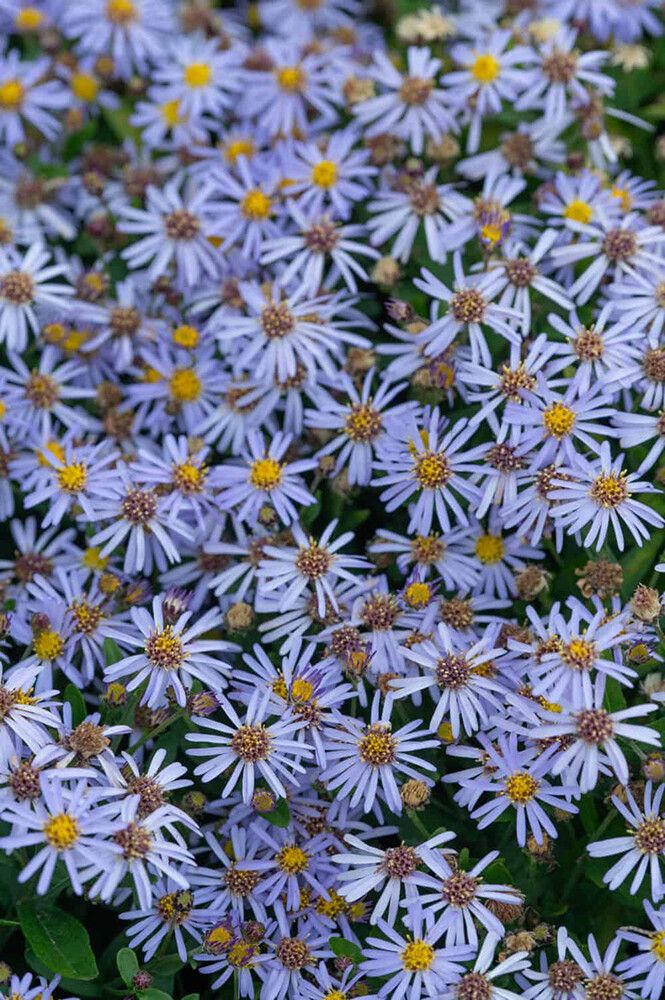 Metsäasteri Kalimeris incisa Nana Blue C2