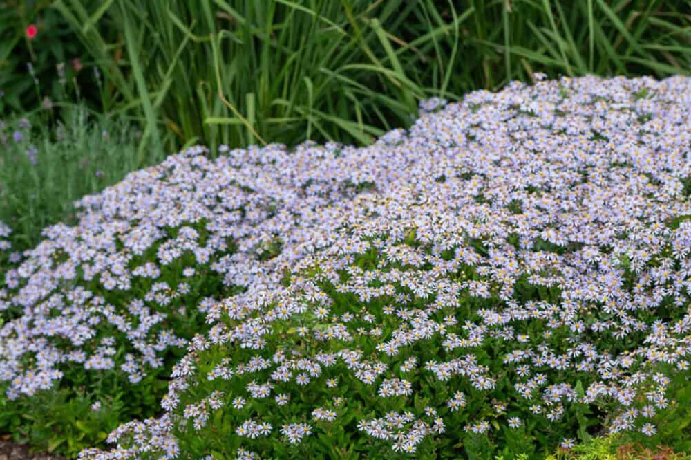 Metsäasteri Kalimeris incisa Nana Blue C2
