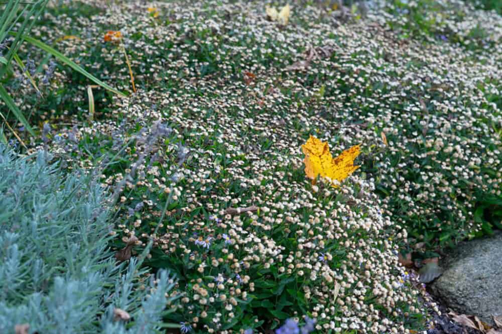 Metsäasteri Kalimeris incisa Nana Blue C2