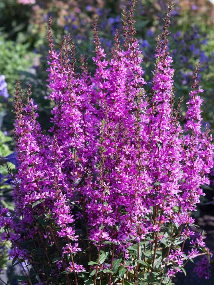 Rantakukka Lythrum hybrida Luminara Lilac C2