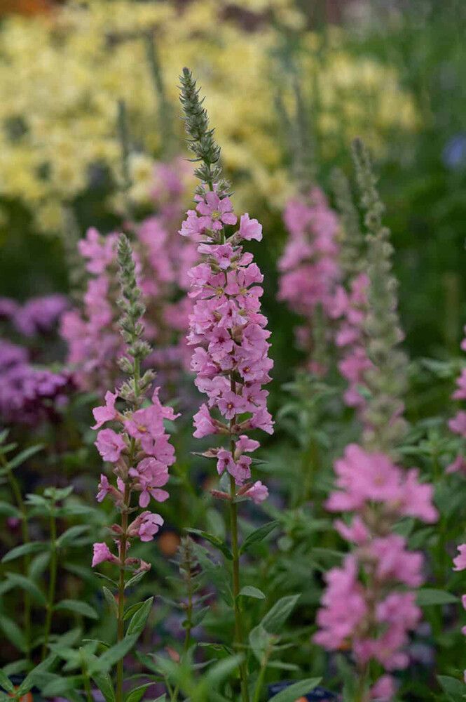 Rantakukka Lythrum salicaria Blush C2