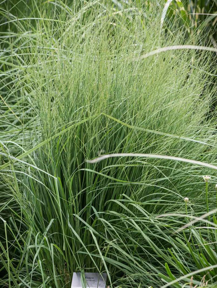 Siniheinä Molinia caerulea Torch C1,4