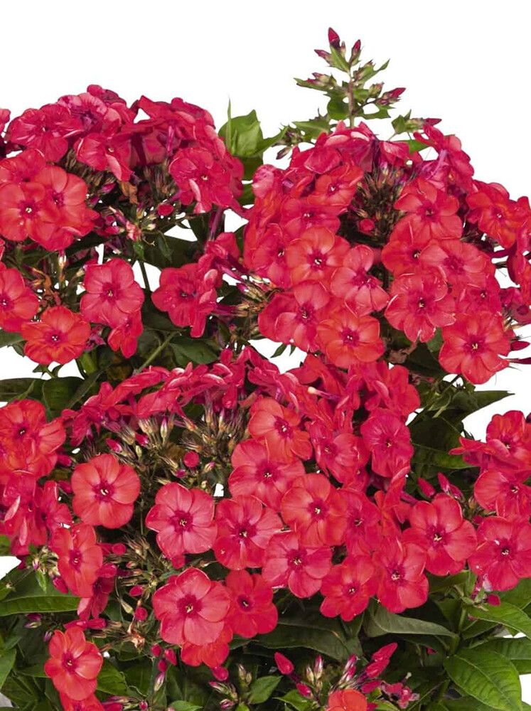 Syysleimu Phlox Paniculata Flame Watermelon