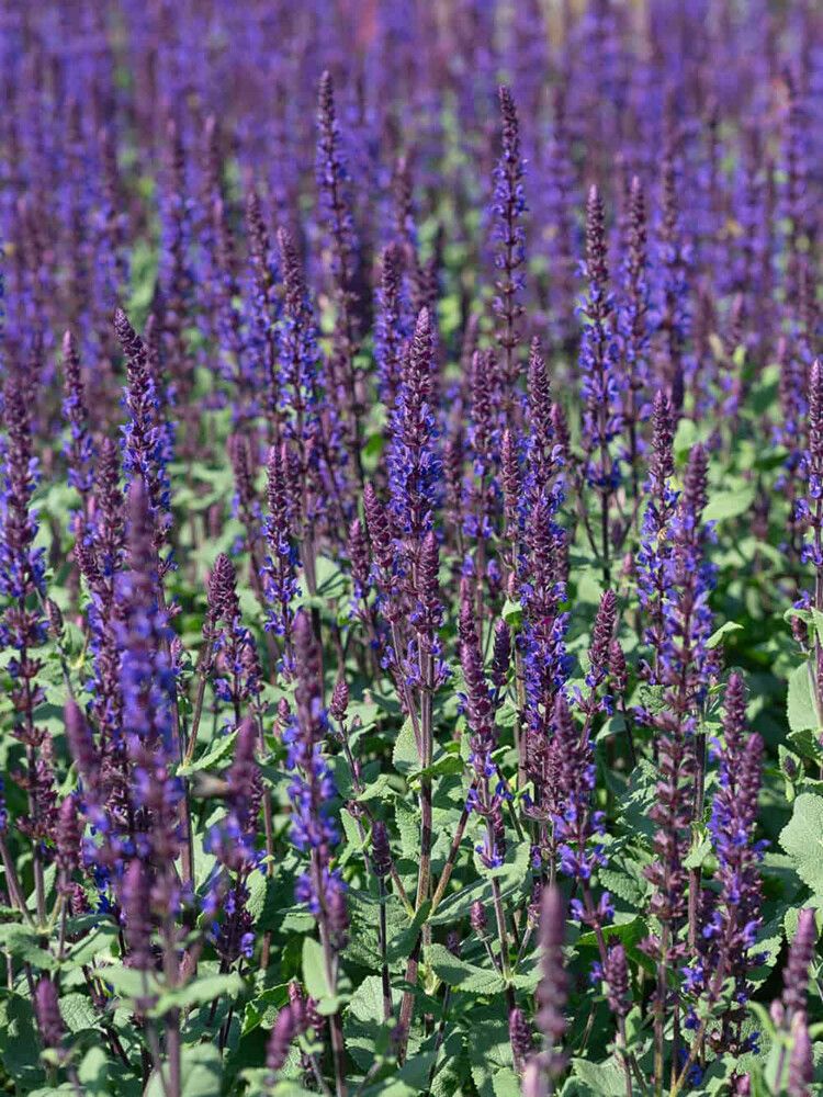 Salvia nemorosa Caradonna Compact C2