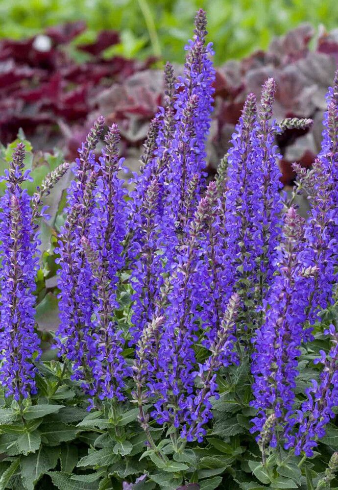 Salvia nemorosa Rianne C2
