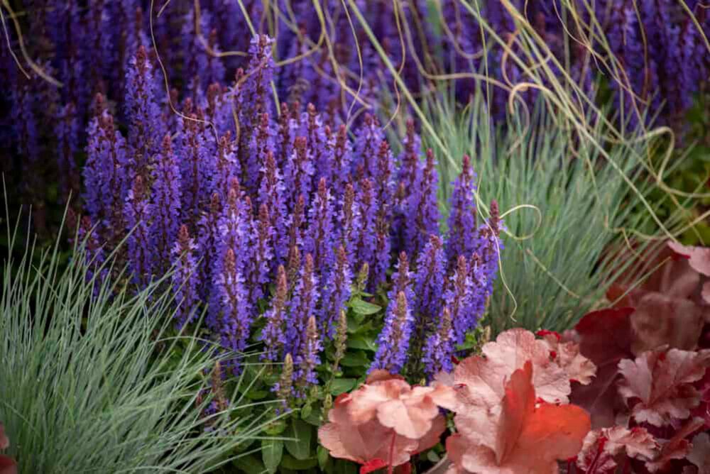 Salvia nemorosa Rianne C2